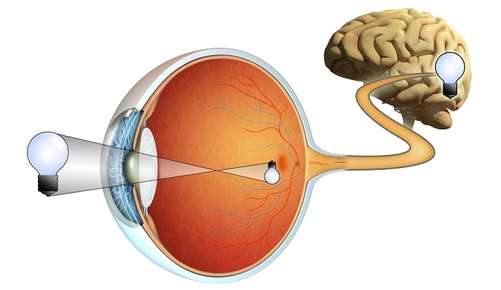 How Eyes Move