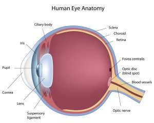 Anatomy of the eye