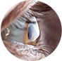 Toric Lenses Icon